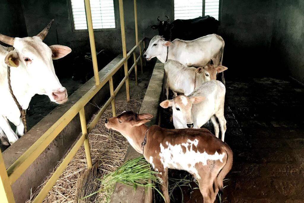 Narsinge Mars Jungle Adventure Stud Farm With Private Jacuzziヴィラ エクステリア 写真