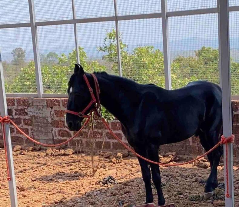 Narsinge Mars Jungle Adventure Stud Farm With Private Jacuzziヴィラ エクステリア 写真