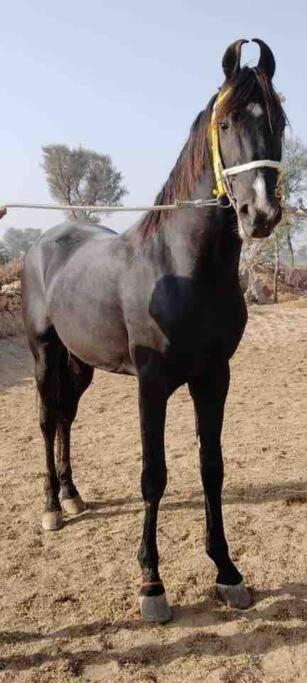 Narsinge Mars Jungle Adventure Stud Farm With Private Jacuzziヴィラ エクステリア 写真