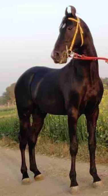 Narsinge Mars Jungle Adventure Stud Farm With Private Jacuzziヴィラ エクステリア 写真