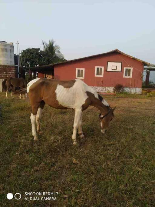 Narsinge Mars Jungle Adventure Stud Farm With Private Jacuzziヴィラ エクステリア 写真