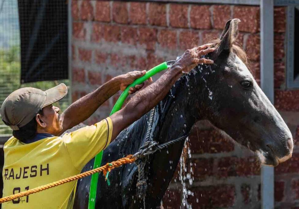 Narsinge Mars Jungle Adventure Stud Farm With Private Jacuzziヴィラ エクステリア 写真